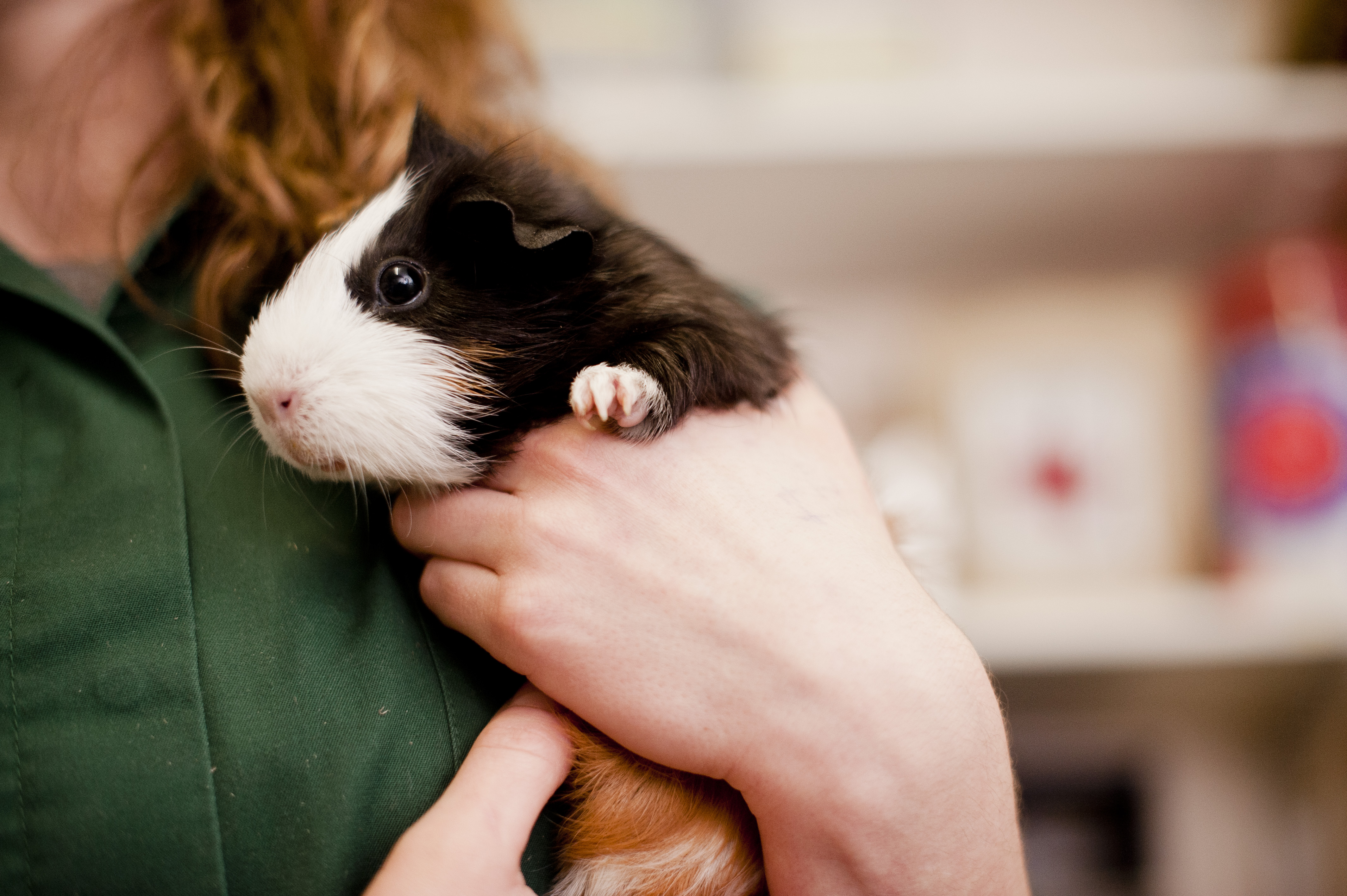 Guinea pig clearance veterinary care